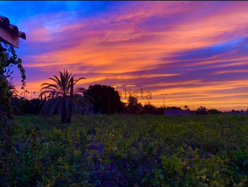 Pink Lemon House Bed & Breakfast Elche